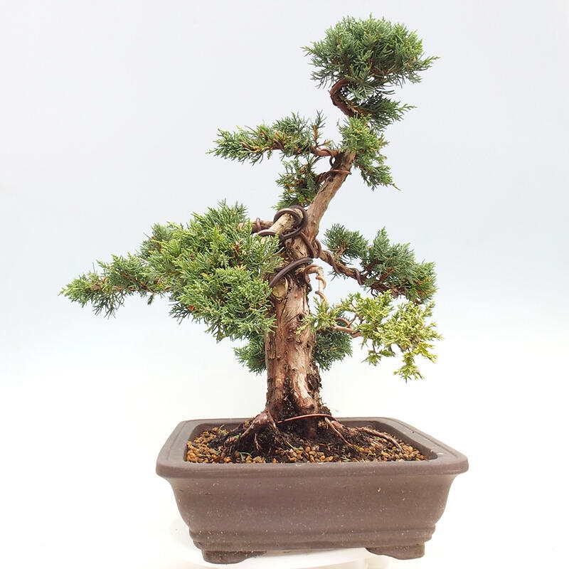 Outdoor bonsai - Juniperus chinensis Kishu - chiński jałowiec