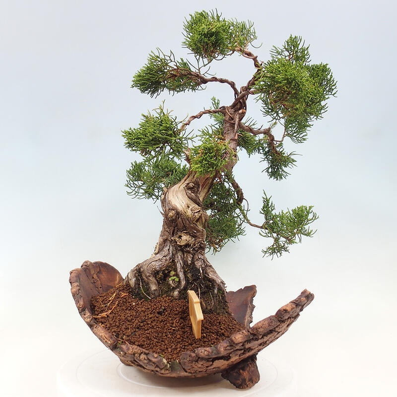 Bonsai zewnętrzne - Juniperus chinensis Kishu - Jałowiec chiński