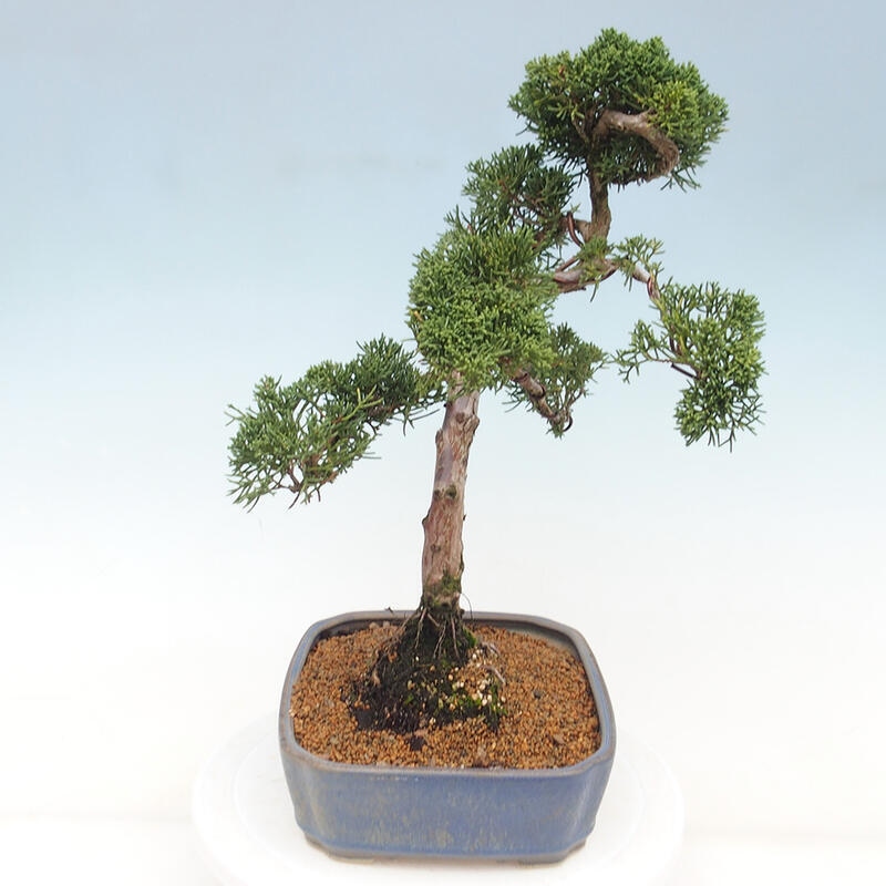 Outdoor bonsai - Juniperus chinensis Kishu - chiński jałowiec