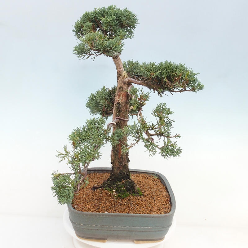 Outdoor bonsai - Juniperus chinensis Kishu - chiński jałowiec