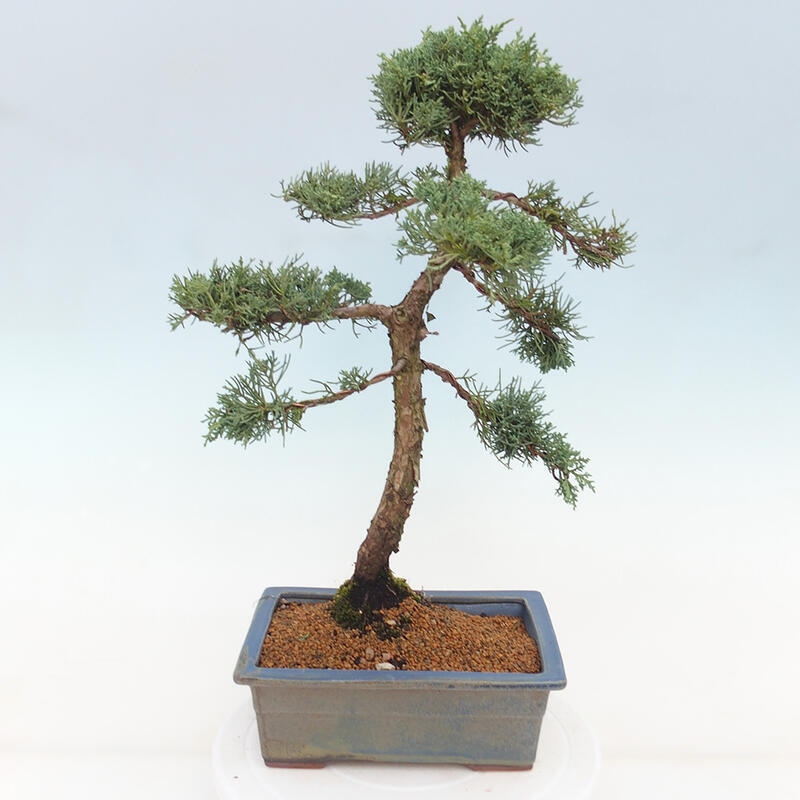 Outdoor bonsai - Juniperus chinensis Kishu - chiński jałowiec