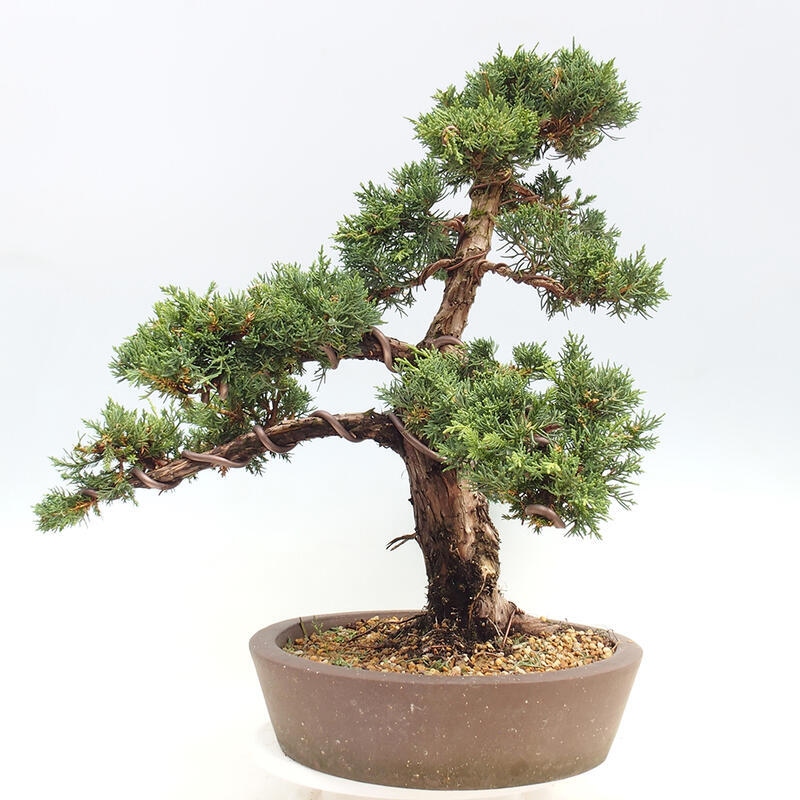 Outdoor bonsai - Juniperus chinensis Kishu - chiński jałowiec