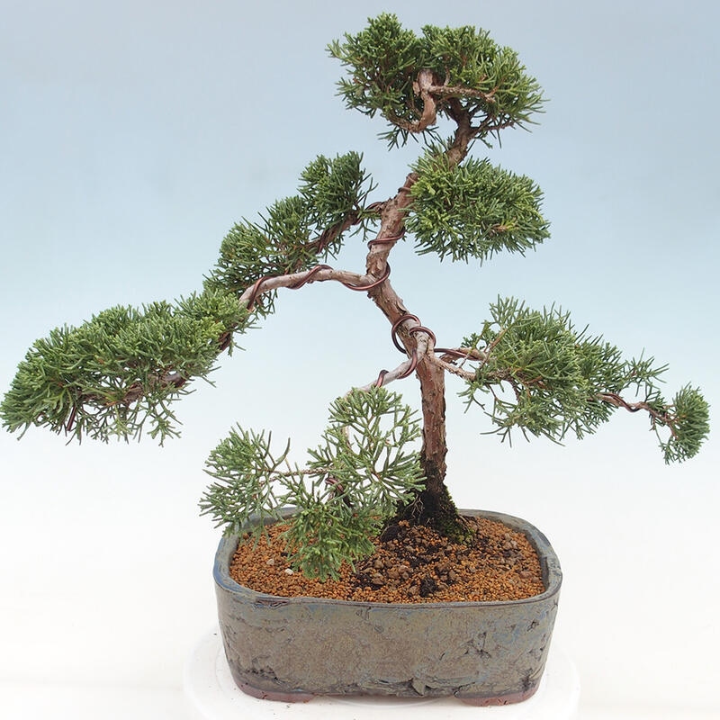 Outdoor bonsai - Juniperus chinensis Kishu - chiński jałowiec