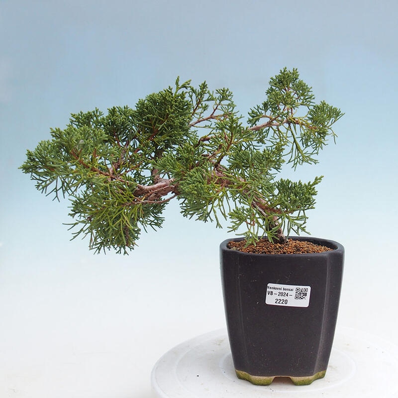 Bonsai zewnętrzne - Juniperus chinensis Kishu - Jałowiec chiński