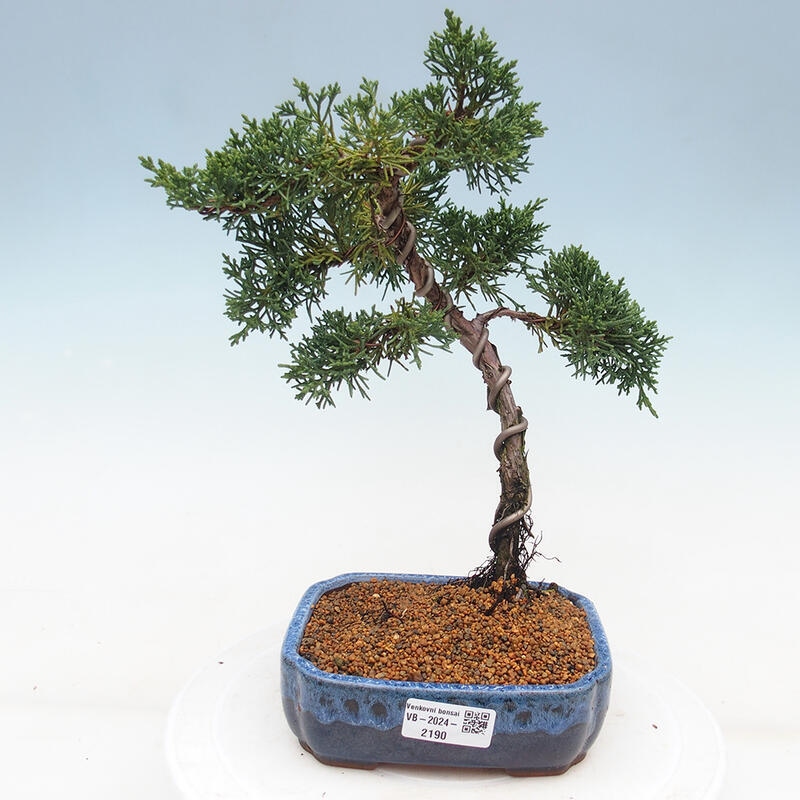 Bonsai zewnętrzne - Juniperus chinensis Kishu - Jałowiec chiński