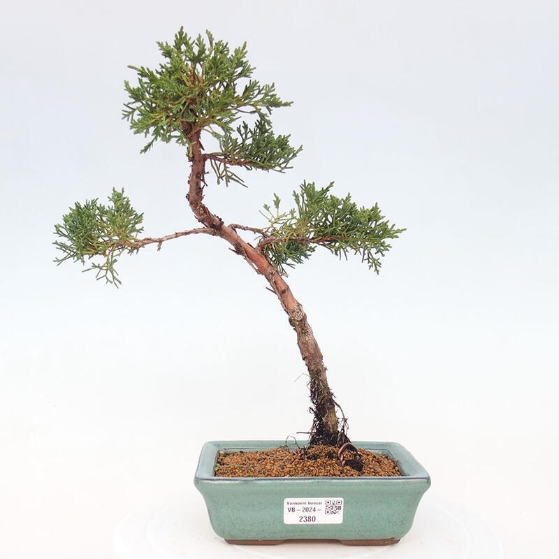 Bonsai zewnętrzne - Juniperus chinensis Kishu - Jałowiec chiński