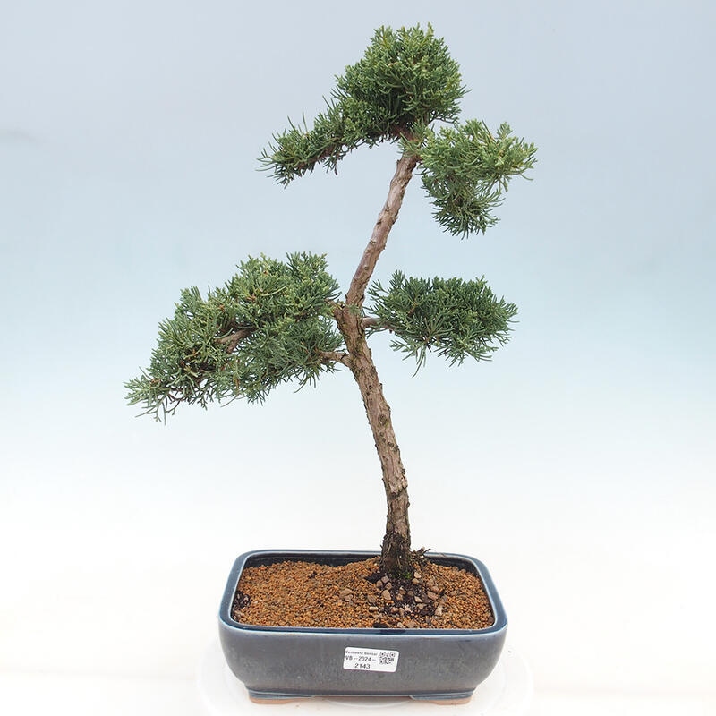 Outdoor bonsai - Juniperus chinensis Kishu - chiński jałowiec