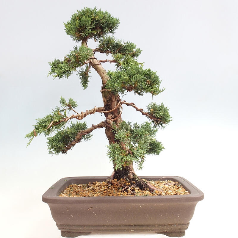 Outdoor bonsai - Juniperus chinensis Kishu - chiński jałowiec