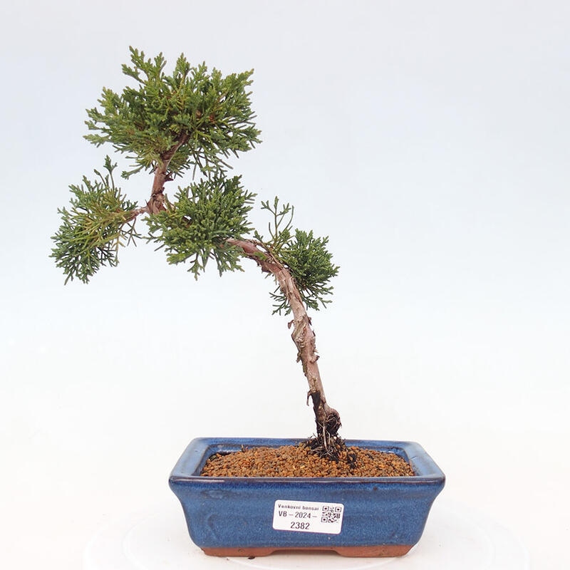 Bonsai zewnętrzne - Juniperus chinensis Kishu - Jałowiec chiński