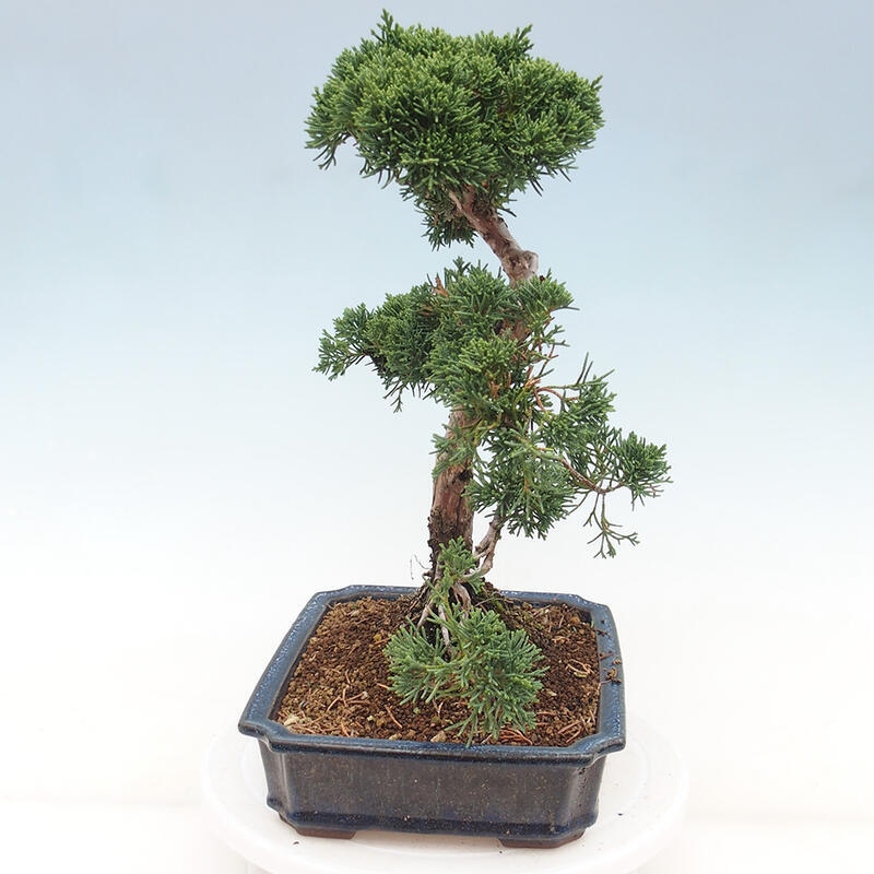 Outdoor bonsai - Juniperus chinensis Kishu - chiński jałowiec