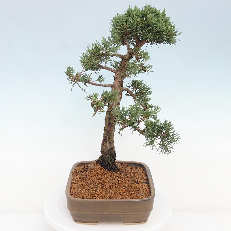 Outdoor bonsai - Juniperus chinensis Kishu - chiński jałowiec