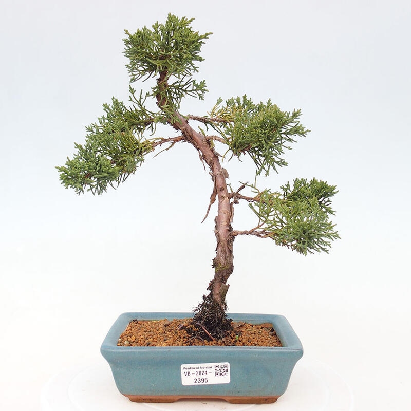 Bonsai zewnętrzne - Juniperus chinensis Kishu - Jałowiec chiński