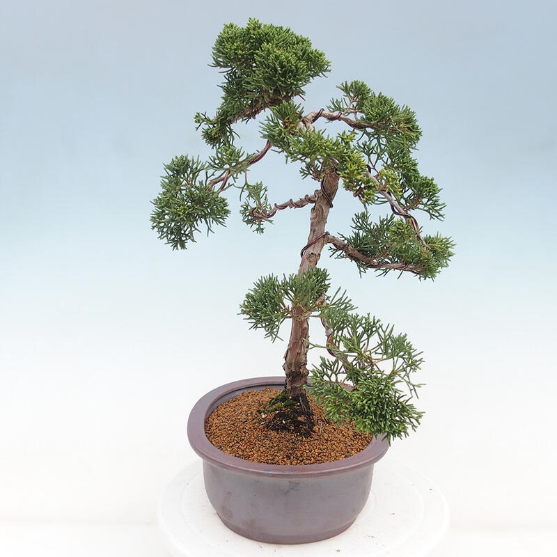 Outdoor bonsai - Juniperus chinensis Kishu - chiński jałowiec