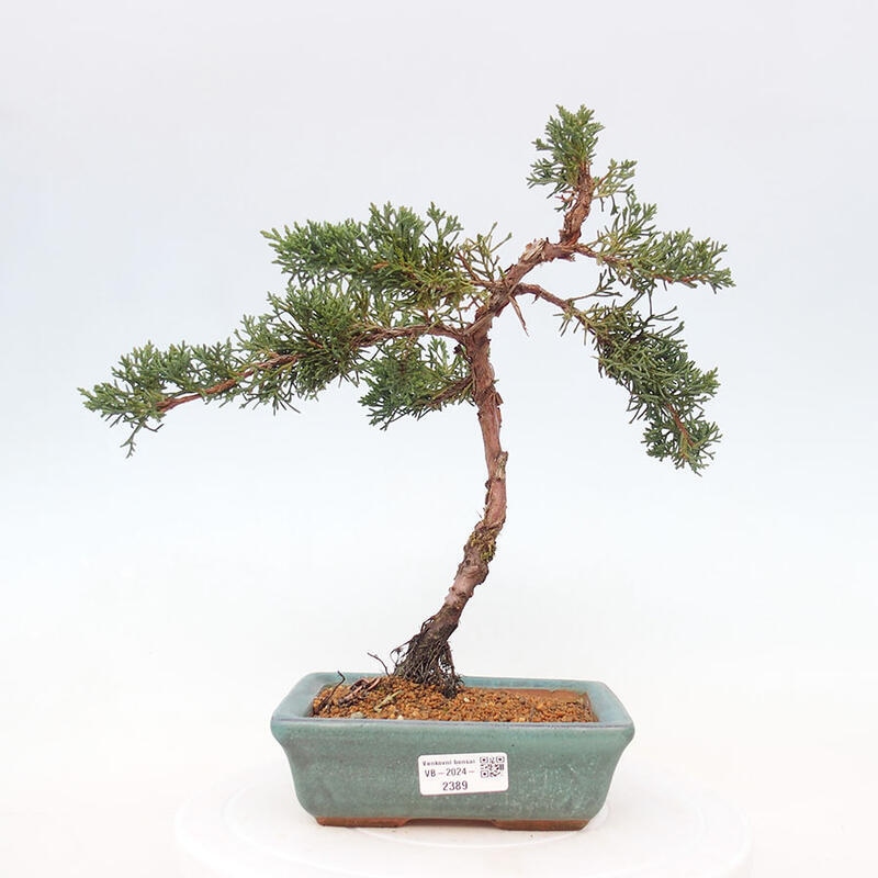 Bonsai zewnętrzne - Juniperus chinensis Kishu - Jałowiec chiński