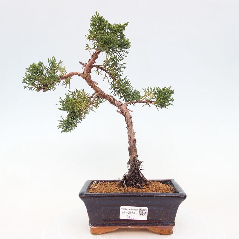 Bonsai zewnętrzne - Juniperus chinensis Kishu - Jałowiec chiński