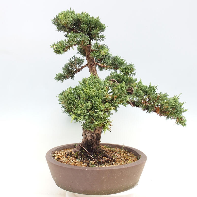 Outdoor bonsai - Juniperus chinensis Kishu - chiński jałowiec