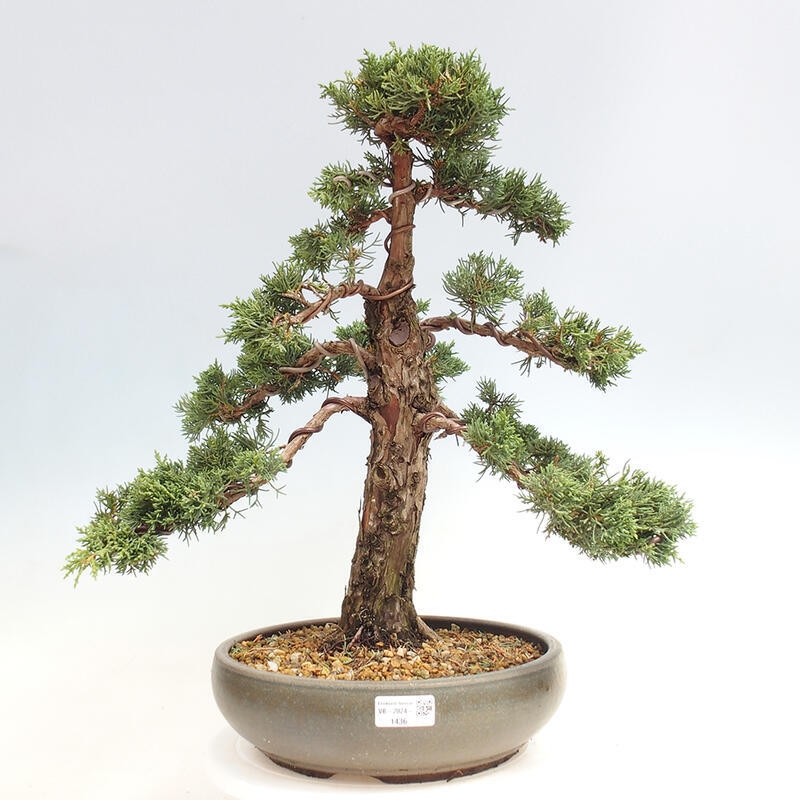 Outdoor bonsai - Juniperus chinensis Kishu - chiński jałowiec