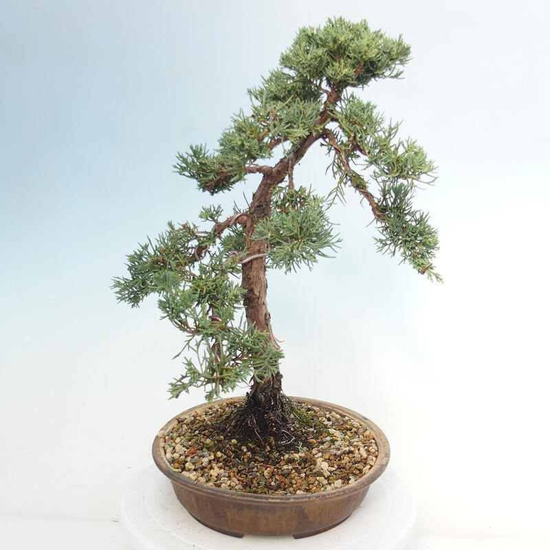 Outdoor bonsai - Juniperus chinensis Kishu - chiński jałowiec