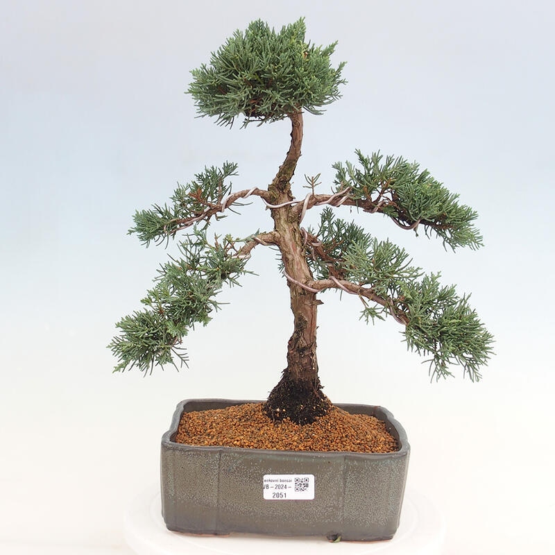 Outdoor bonsai - Juniperus chinensis Kishu - chiński jałowiec