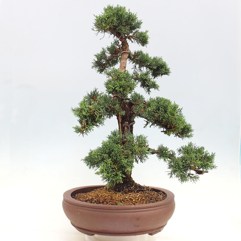 Outdoor bonsai - Juniperus chinensis Kishu - chiński jałowiec