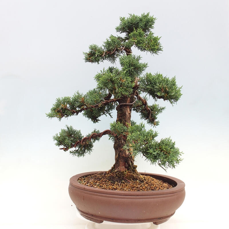 Outdoor bonsai - Juniperus chinensis Kishu - chiński jałowiec