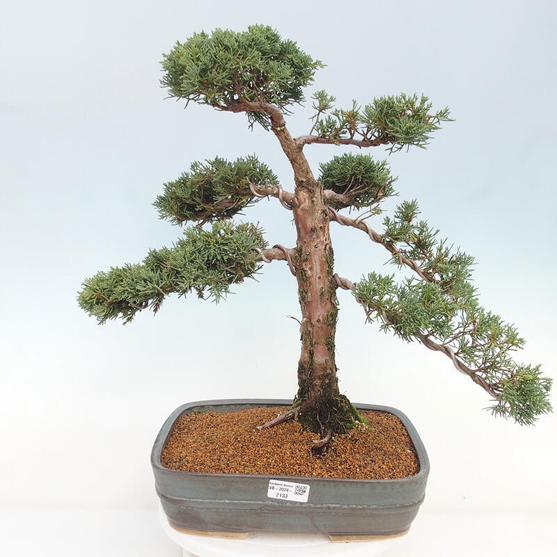 Outdoor bonsai - Juniperus chinensis Kishu - chiński jałowiec