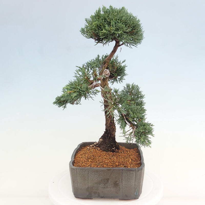 Outdoor bonsai - Juniperus chinensis Kishu - chiński jałowiec