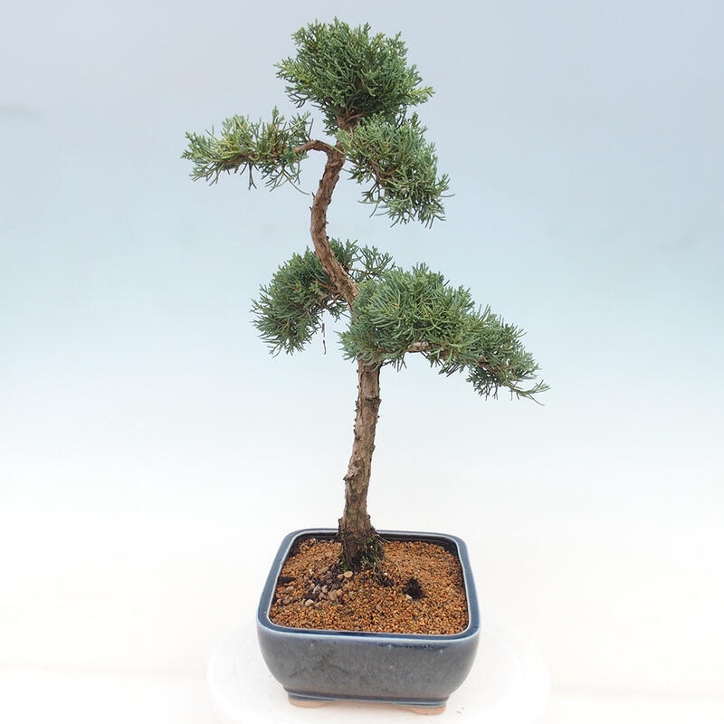 Outdoor bonsai - Juniperus chinensis Kishu - chiński jałowiec