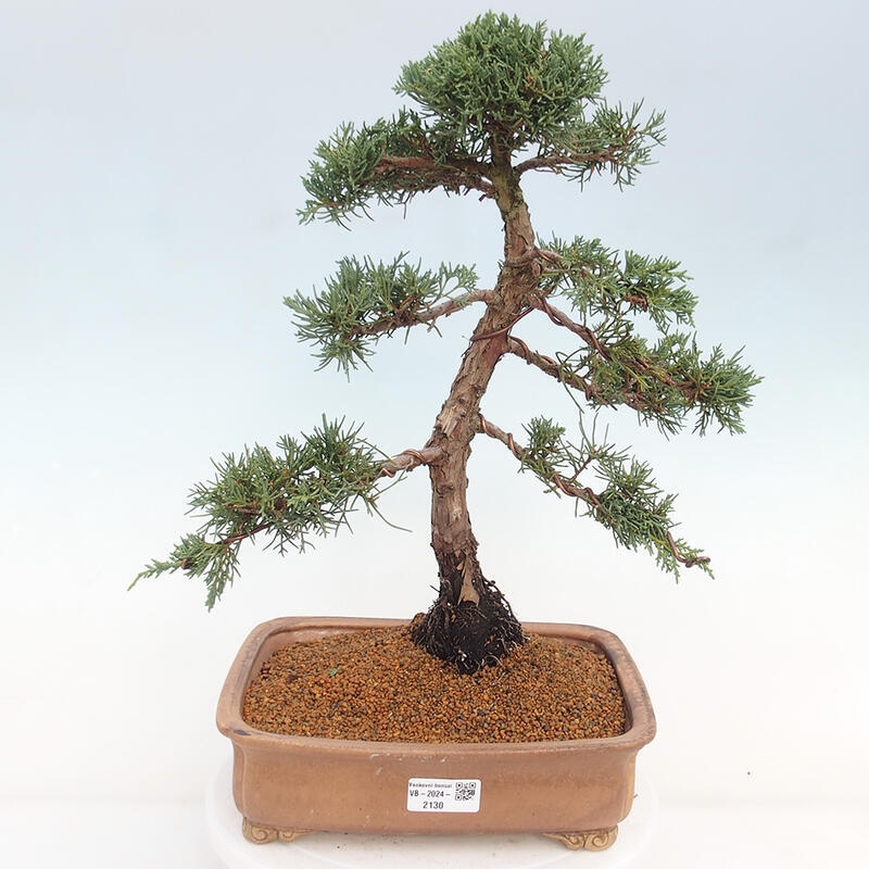 Outdoor bonsai - Juniperus chinensis Kishu - chiński jałowiec