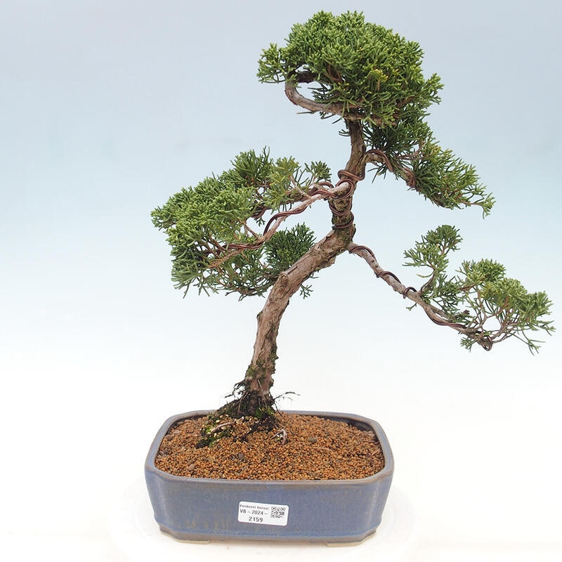 Outdoor bonsai - Juniperus chinensis Kishu - chiński jałowiec