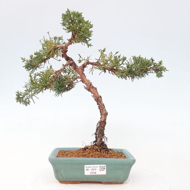 Bonsai zewnętrzne - Juniperus chinensis Kishu - Jałowiec chiński