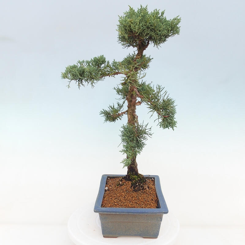 Outdoor bonsai - Juniperus chinensis Kishu - chiński jałowiec