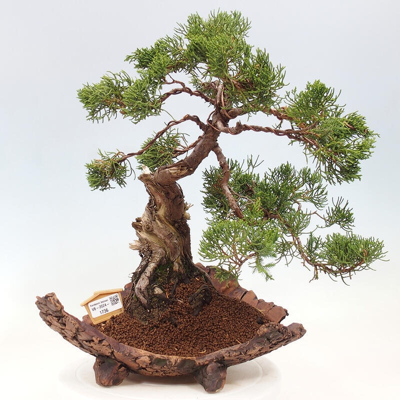 Bonsai zewnętrzne - Juniperus chinensis Kishu - Jałowiec chiński