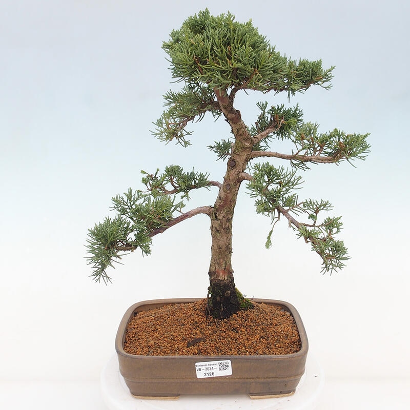 Outdoor bonsai - Juniperus chinensis Kishu - chiński jałowiec