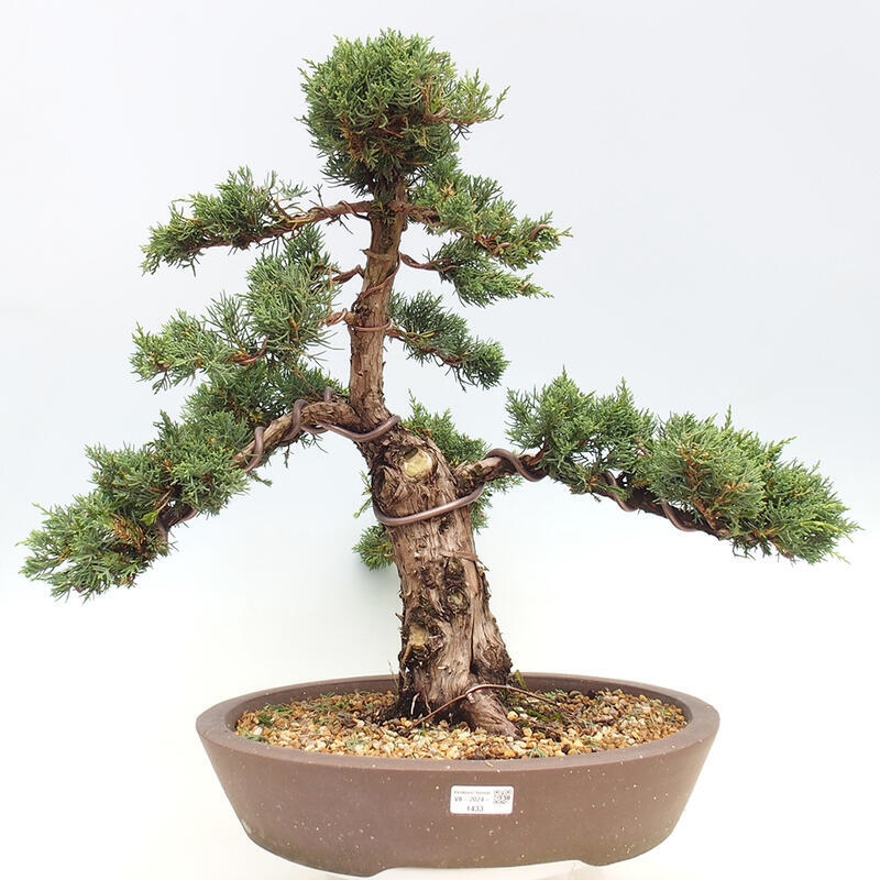 Outdoor bonsai - Juniperus chinensis Kishu - chiński jałowiec