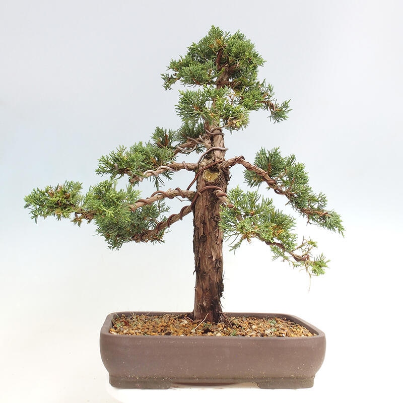 Outdoor bonsai - Juniperus chinensis Kishu - chiński jałowiec