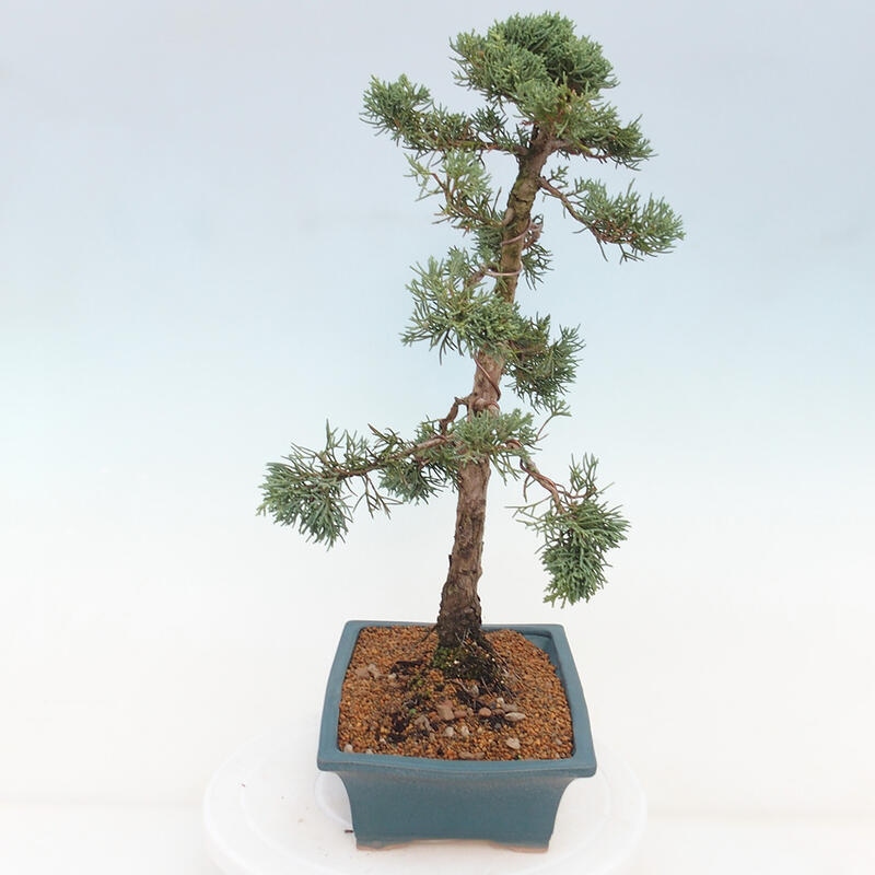 Outdoor bonsai - Juniperus chinensis Kishu - chiński jałowiec