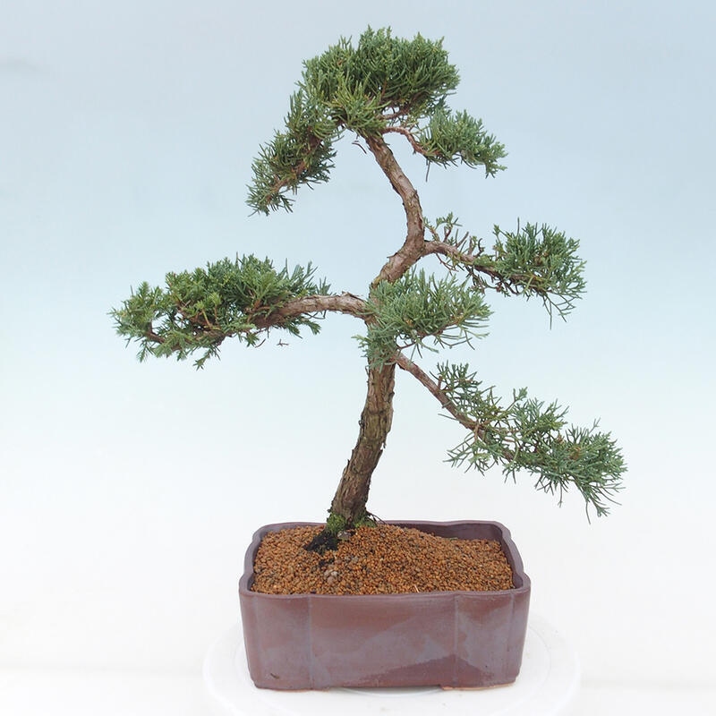 Outdoor bonsai - Juniperus chinensis Kishu - chiński jałowiec