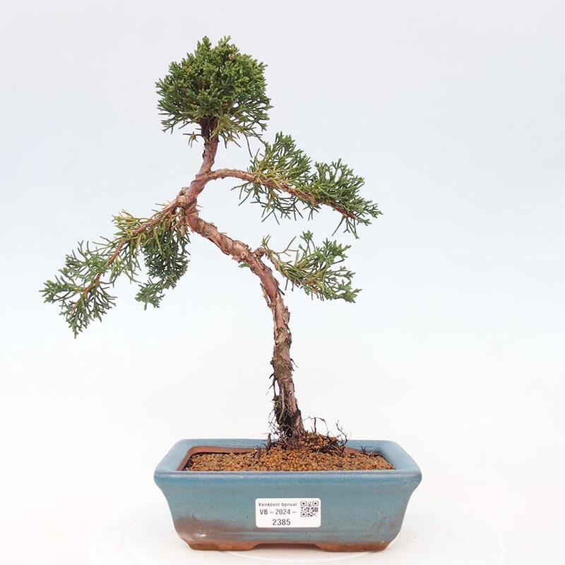 Bonsai zewnętrzne - Juniperus chinensis Kishu - Jałowiec chiński