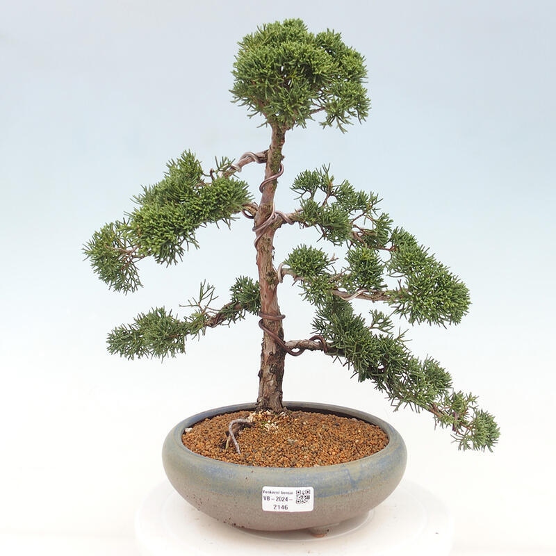 Outdoor bonsai - Juniperus chinensis Kishu - chiński jałowiec