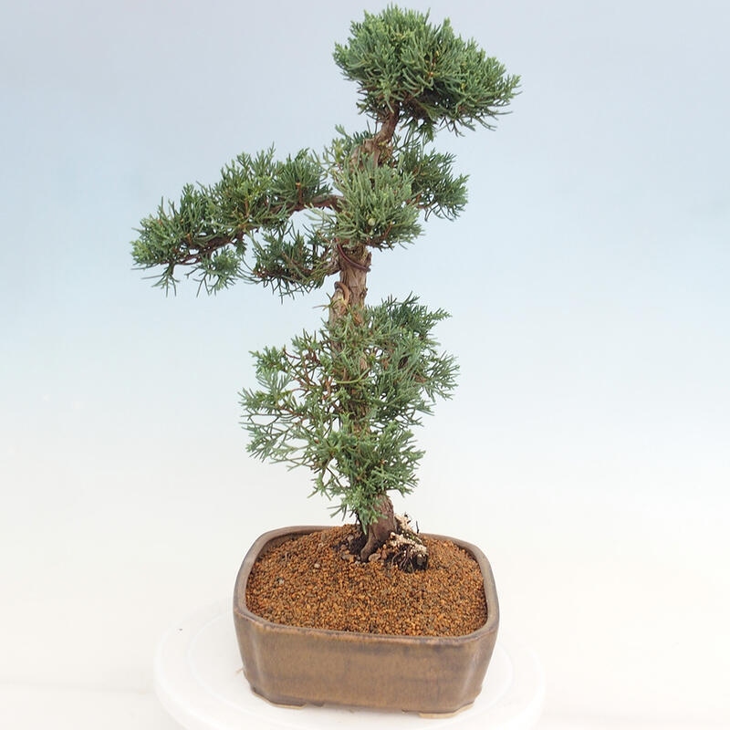 Outdoor bonsai - Juniperus chinensis Kishu - chiński jałowiec