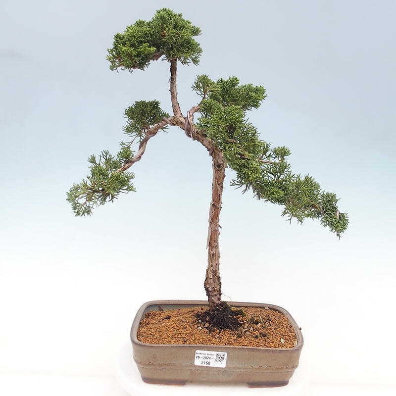 Outdoor bonsai - Juniperus chinensis Kishu - chiński jałowiec