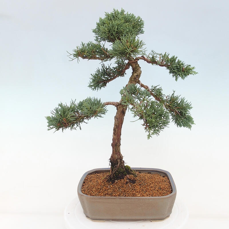 Outdoor bonsai - Juniperus chinensis Kishu - chiński jałowiec