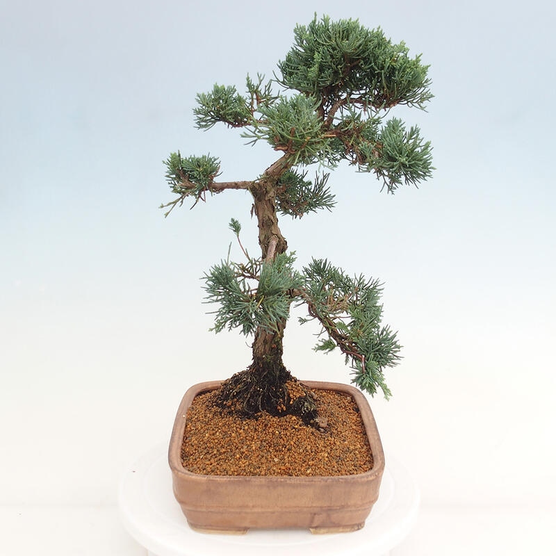 Outdoor bonsai - Juniperus chinensis Kishu - chiński jałowiec