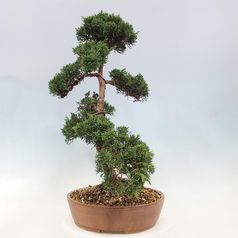 Bonsai zewnętrzne - Juniperus chinensis Kishu - Jałowiec chiński