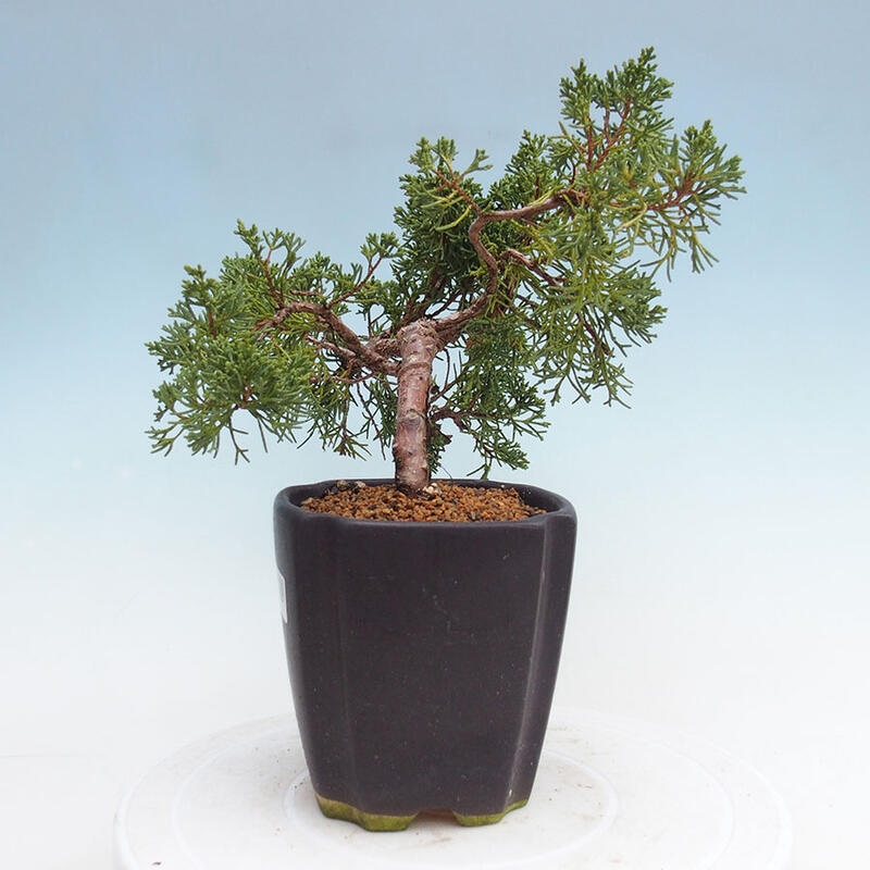 Bonsai zewnętrzne - Juniperus chinensis Kishu - Jałowiec chiński