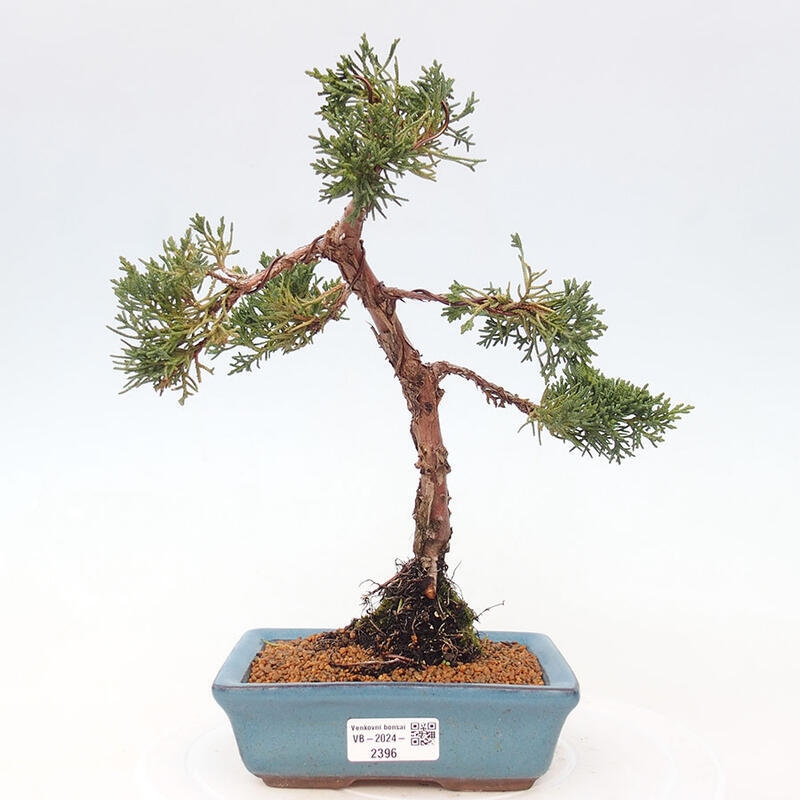 Bonsai zewnętrzne - Juniperus chinensis Kishu - Jałowiec chiński