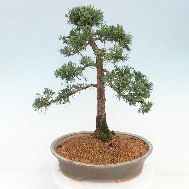 Outdoor bonsai - Juniperus chinensis Kishu - chiński jałowiec