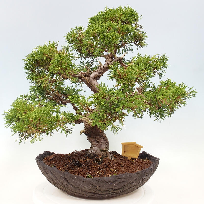 Bonsai zewnętrzne - Juniperus chinensis Kishu - Jałowiec chiński