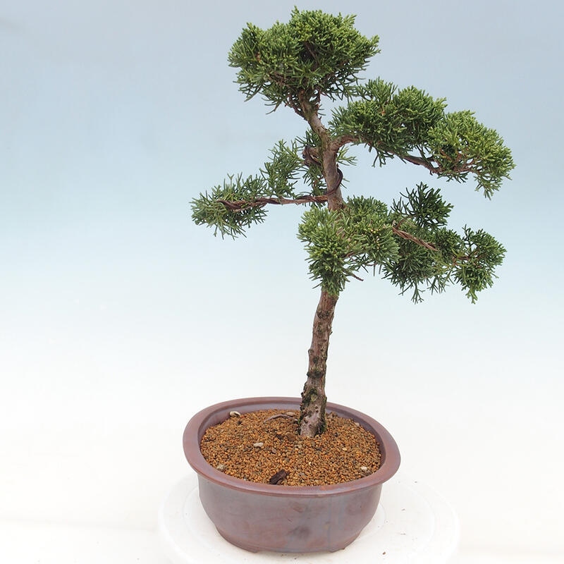 Outdoor bonsai - Juniperus chinensis Kishu - chiński jałowiec